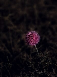 a purple flower in a field at night